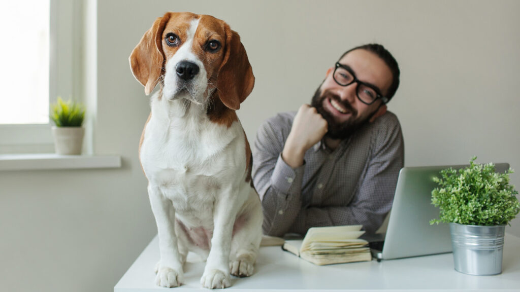 dog on table