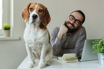 dog on table