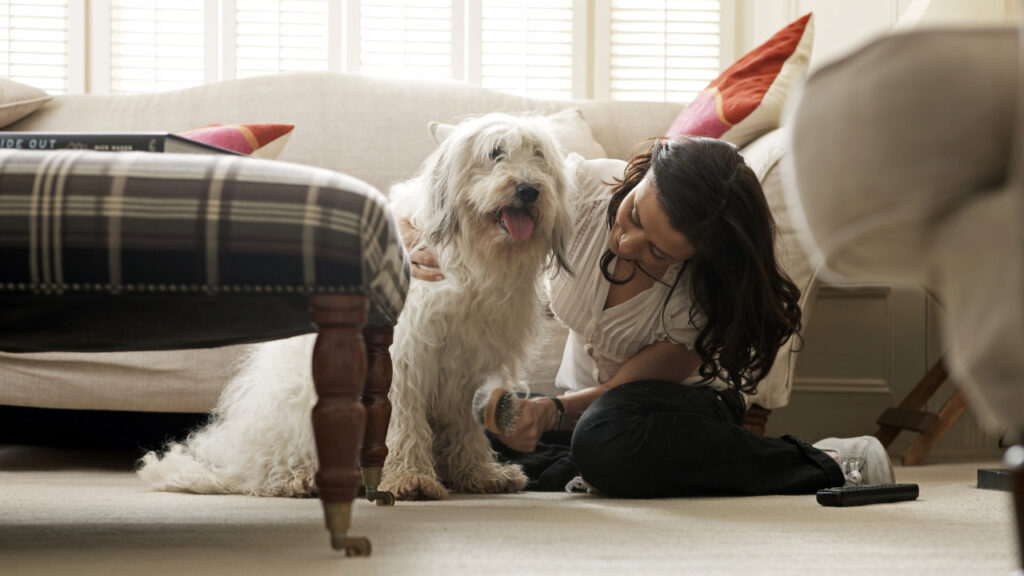 dog being groomed