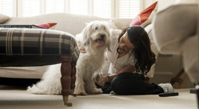 dog being groomed