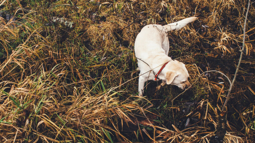 dog eating grass