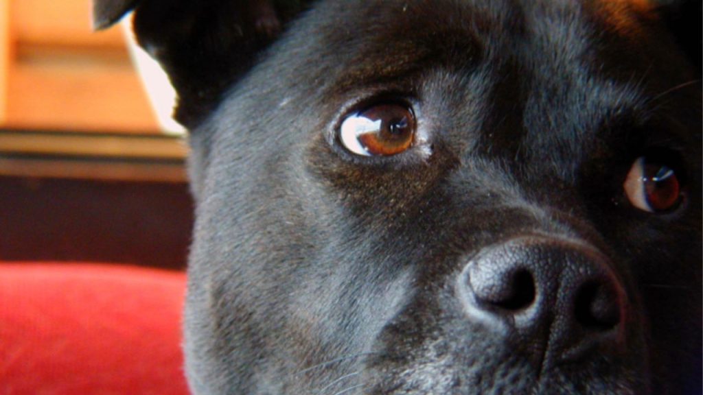 How To Stop Dogs From Biting Guest’s Ankles VetChat