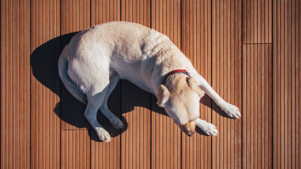 dog lying on the deck