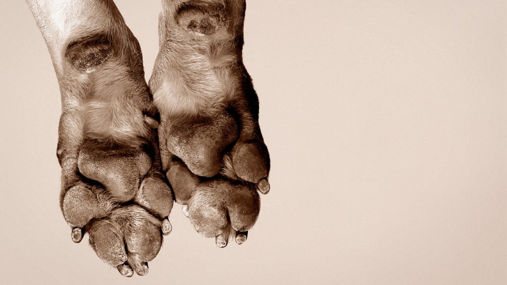 Why Does My Dog Constantly Lick It’s Paws? VetChat