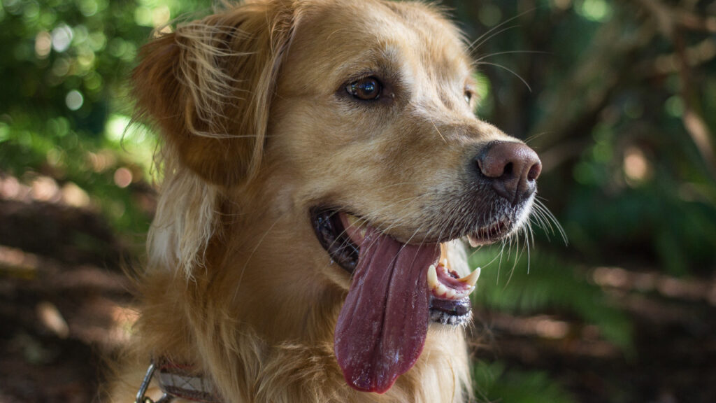 dog with tongue out