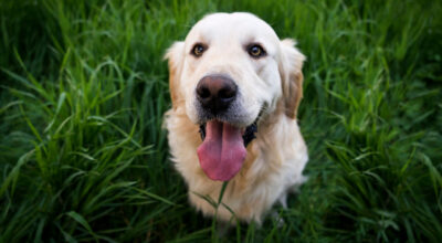 Paralysis ticks, what you need to know