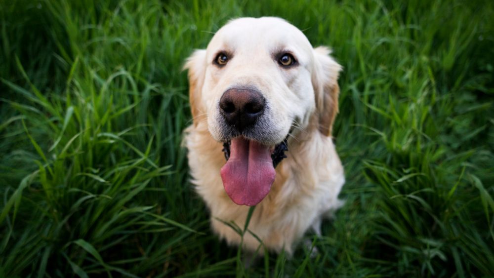dog in long grass