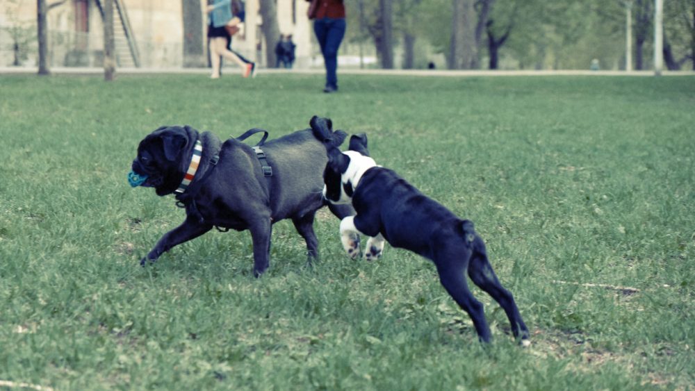 dogs playing in the park