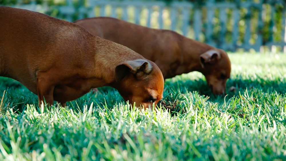 dogs eating fertiliser