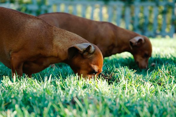 dogs eating fertiliser