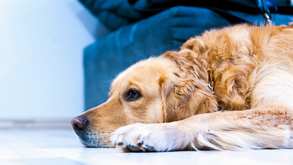 sad looking golden retriever