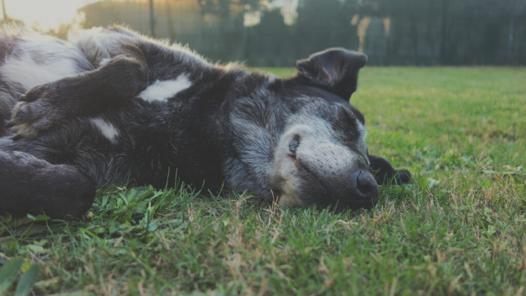 dog rolling in the grass