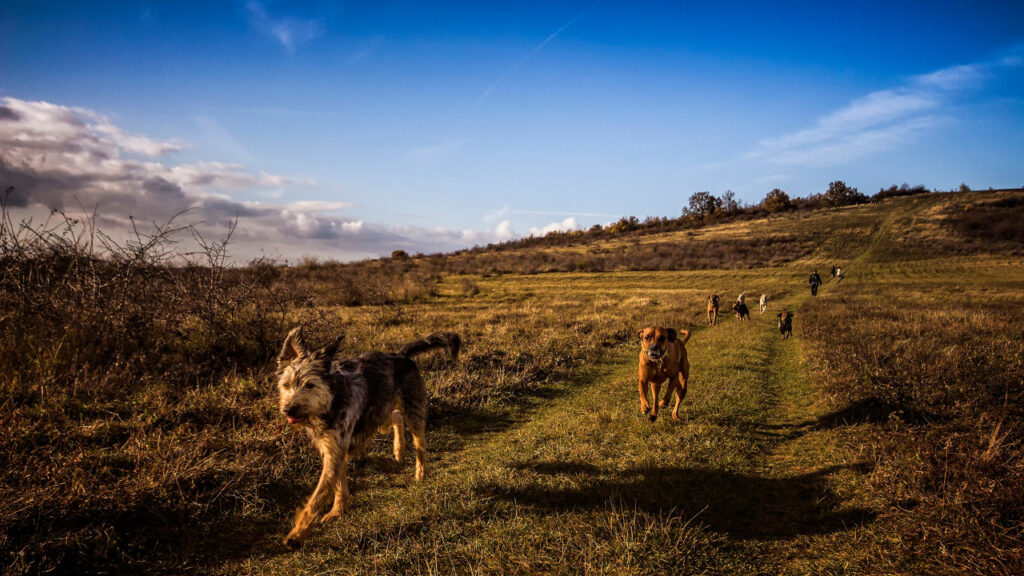dogs walking in the grass