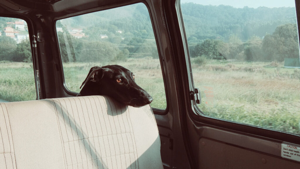 dog in the back of a car