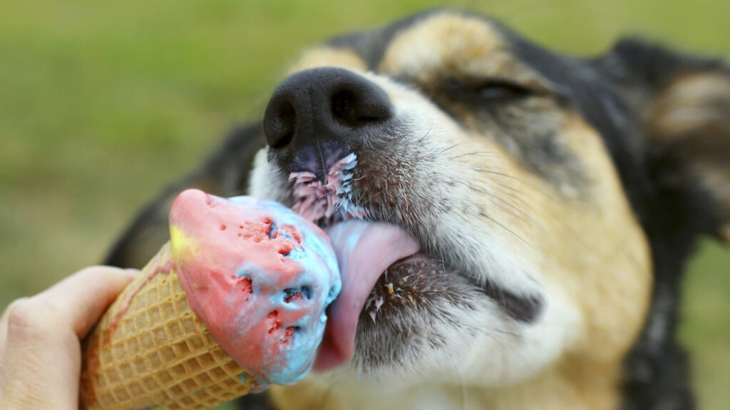 dog eating ice cream