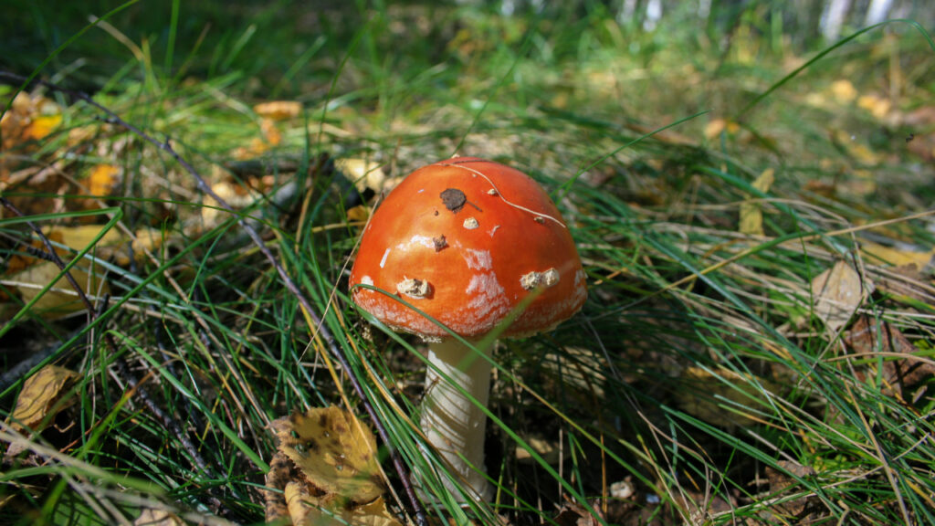 poisonous mushroom