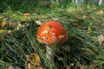 poisonous mushroom