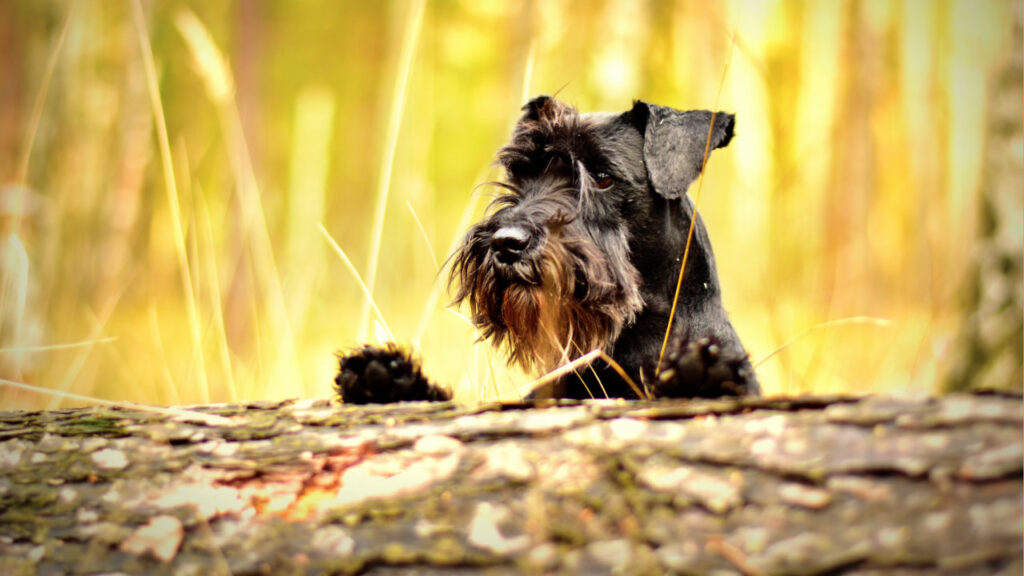 schnauzer in bush