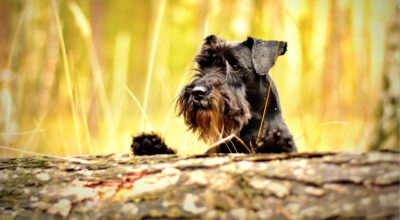 How to tick-proof your pet