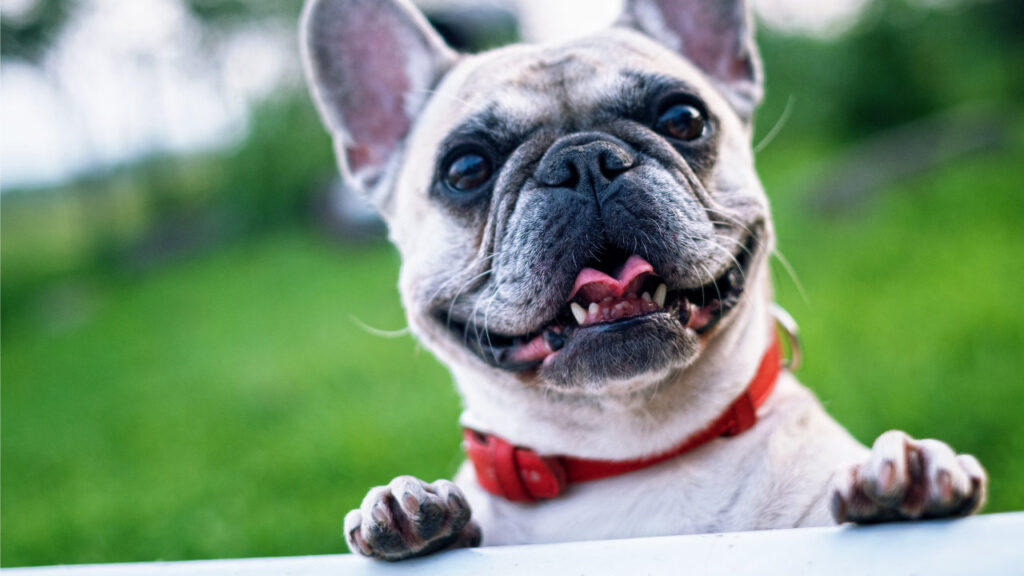 curious french bulldog playing in the grass