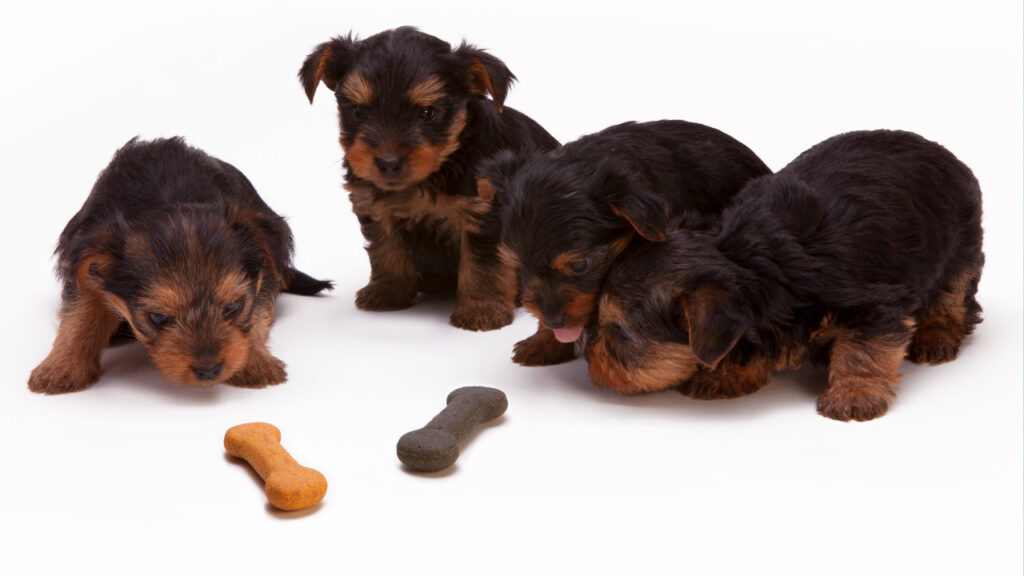 puppies looking at dog biscuits