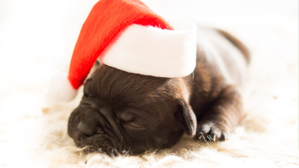 baby pug with christmas hat