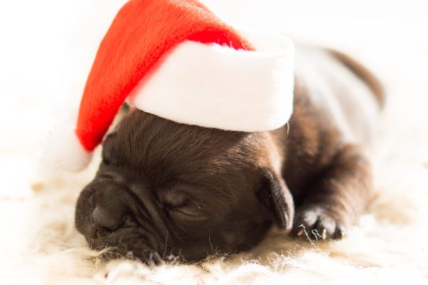 baby pug with christmas hat