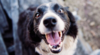 smiling dog