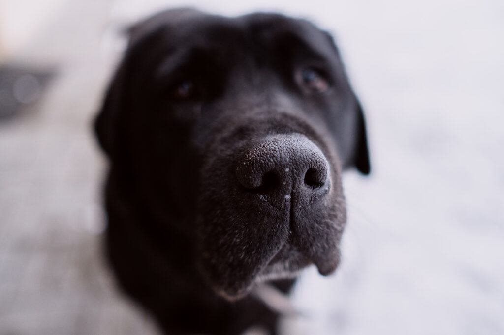 curious labrador