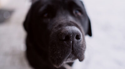 curious labrador