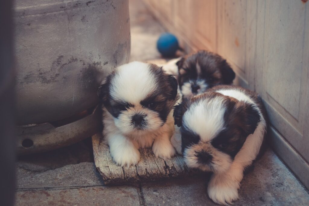 3 puppies