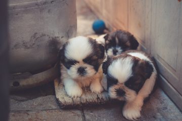 3 puppies