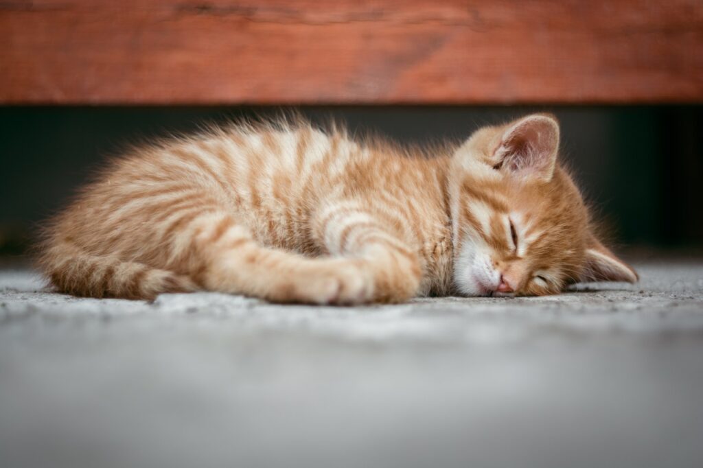 kitten sleeping