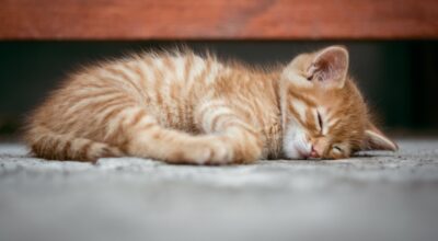 kitten sleeping