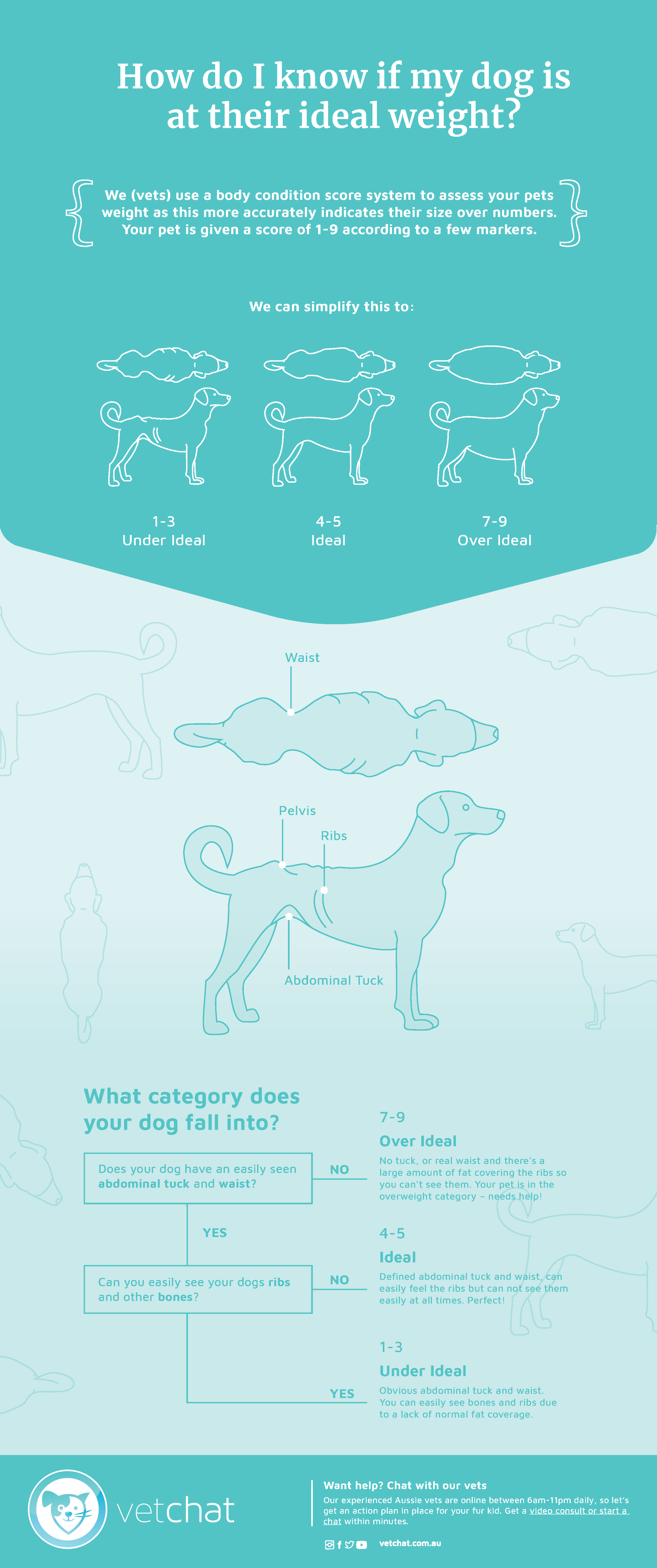 How to Determine Your Dog's Ideal Weight