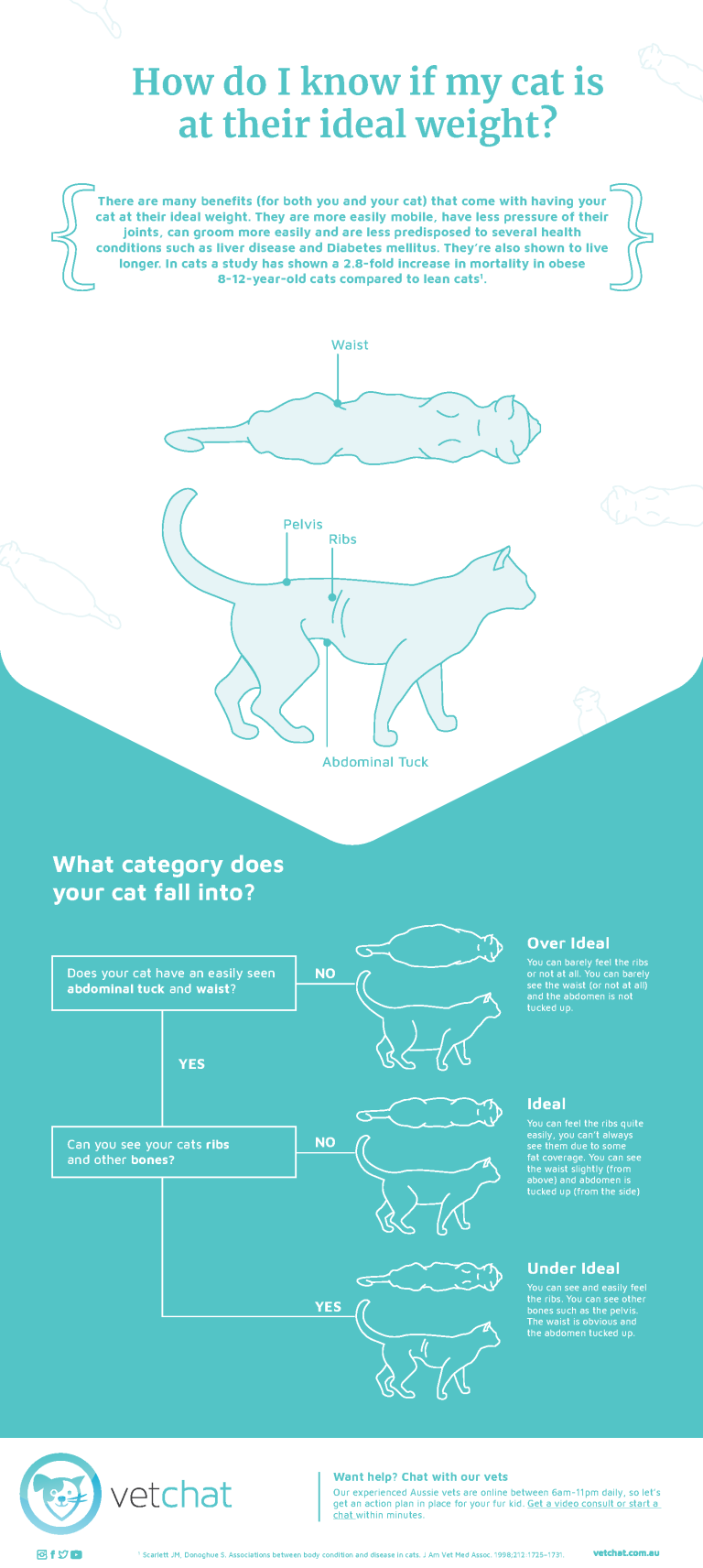 How Do I Know If My Cat Is At Their Ideal Weight? VetChat