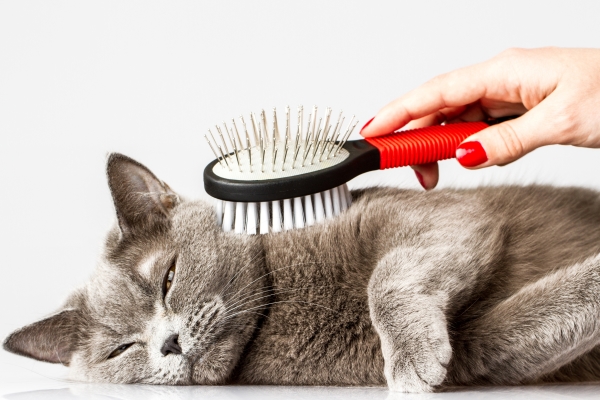 How Much Does Pet Grooming Actually Cost VetChat