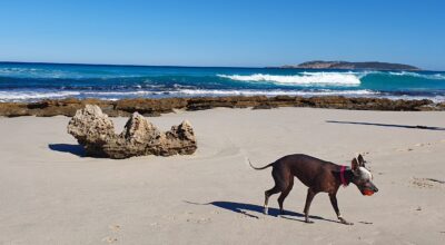 Skin care for hairless breeds