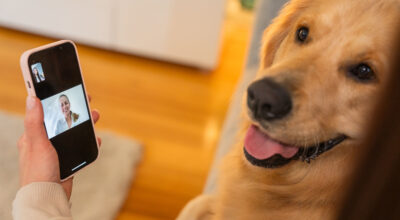 Tax time savings for your pet!