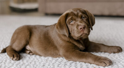 Hip dysplasia in dogs: causes, signs, and how to help!
