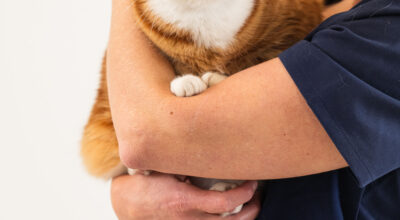Nail Clipping for Cats and Dogs: why it is important