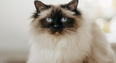 Nail Clipping for Cats and Dogs: why it is important