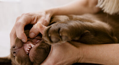 Dental care for dogs and cats: a guide to healthy mouths