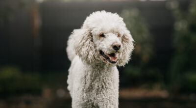 Can my dog eat this?