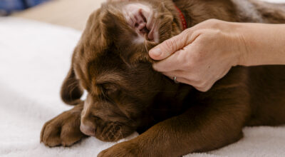 Keeping our pets safe from ticks this Summer!