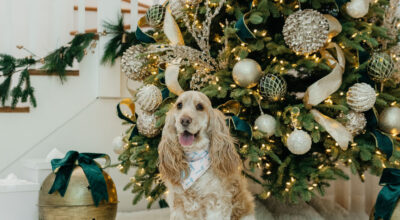 Hidden Christmas dangers for dogs (and how to avoid them).