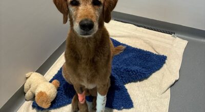 Baloo’s story: why the full picture starts at home
