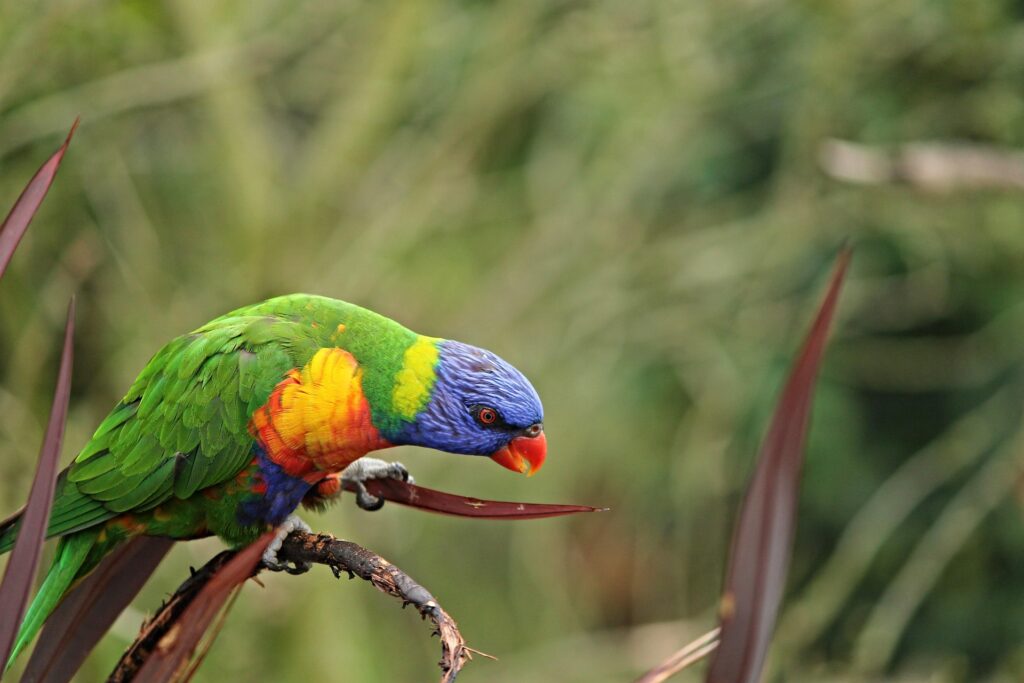 Lorikeet