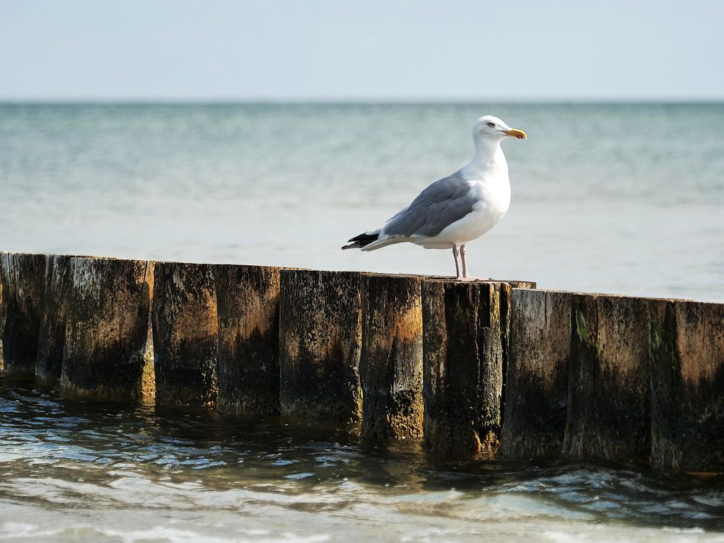 Seagull at beach