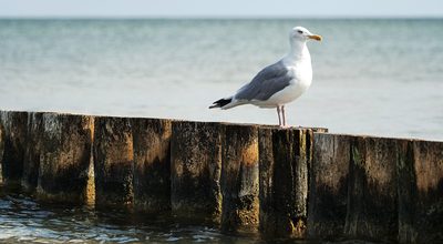 Is my pet at risk from bird flu? A bird flu guide for Australian pet owners